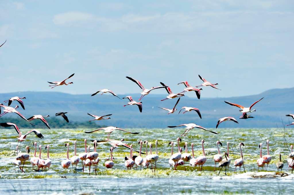 Lake Elmenteita Serena Camp المظهر الخارجي الصورة