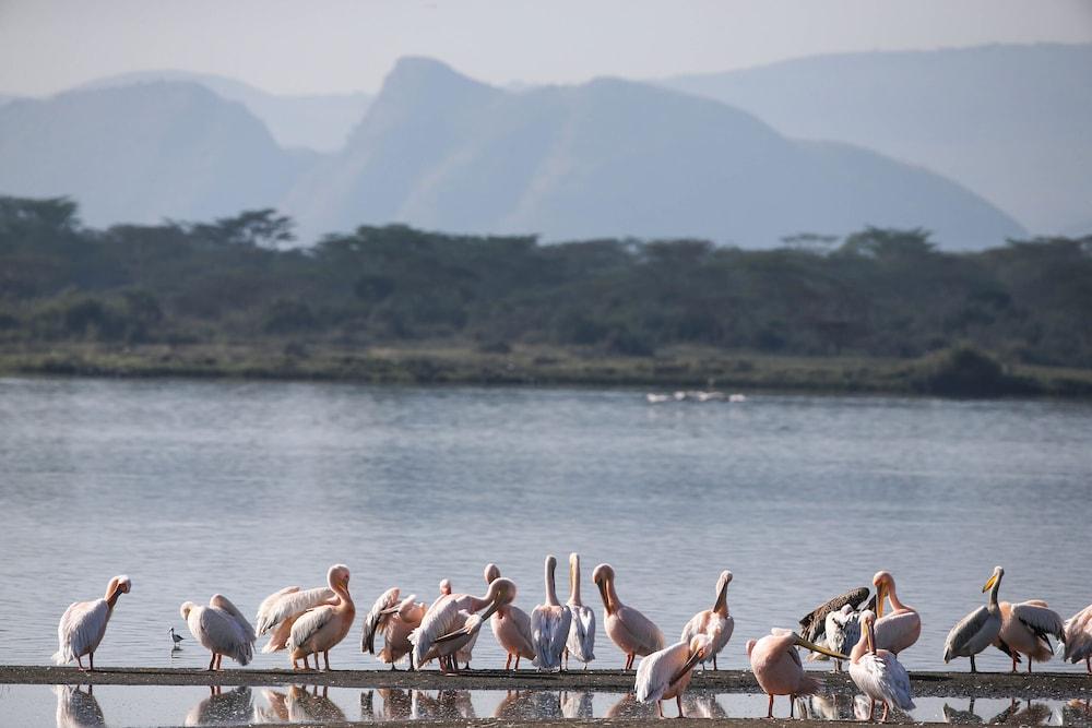 Lake Elmenteita Serena Camp المظهر الخارجي الصورة