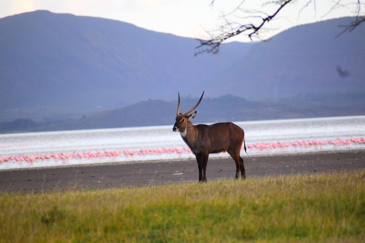Lake Elmenteita Serena Camp المظهر الخارجي الصورة