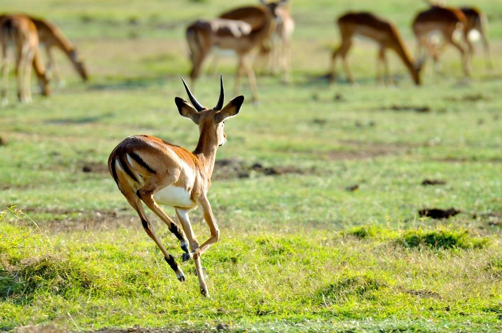 Lake Elmenteita Serena Camp المظهر الخارجي الصورة