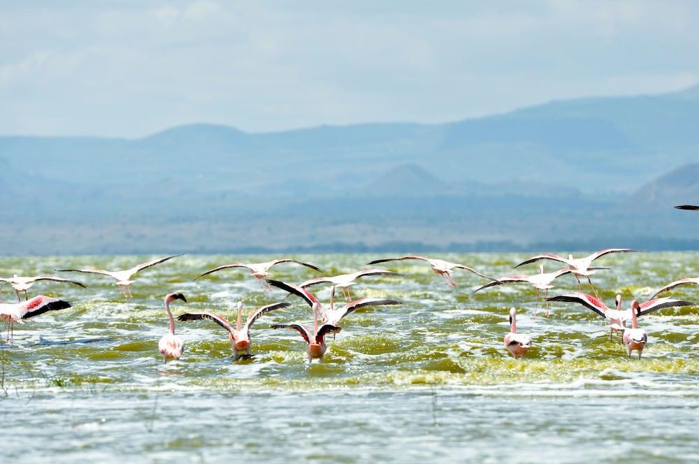 Lake Elmenteita Serena Camp المظهر الخارجي الصورة